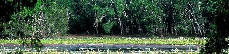 Lotusbird Lodge Cape York Accommodation - Lakefield National Park