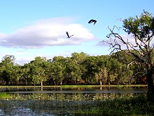 Cape York Birdwatching At Lotusbird Lodge